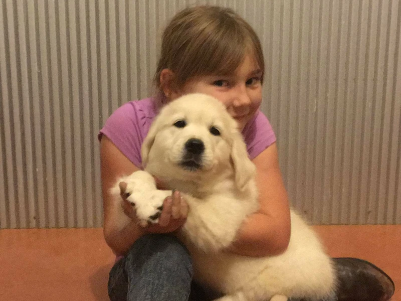 Golden Retrievers Puppies For Sale Registered Breeder Dogs Puppies Gumtree Australia Young Area Young 1255910431