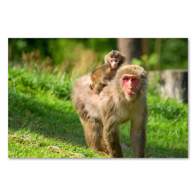 Postereck 2802 Poster Leinwand Affen, Makaken Primat Tier Kind Mutter Natur