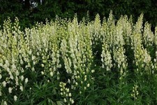 Aconitum napellus recent intro,   White Monks Hood small