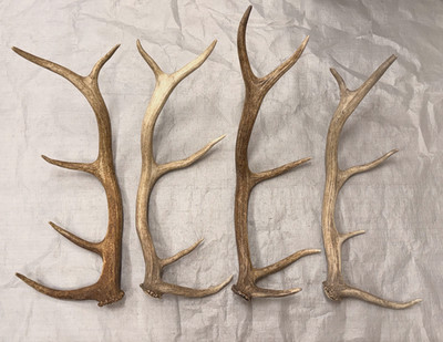 4 real elk antlers crafts antler carving taxidermy display decor home cabin gift