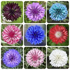 3200 Mix Cornflower Seeds for Planting - Non-GMO Bachelor Button Flower...
