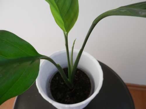 Einblatt Spathiphyllum Jungpflanze - ca. 40 cm hoch - Bild 3 von 3