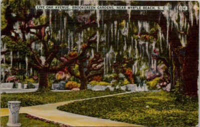 Live Oak Avenue Brookgreen Gardens Myrtle Beach S.C. Vintage Postcard Spc14