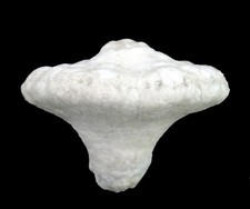 Karbon  Abatocrinus sp.  Seelilie  Crinoidea  Crawfordsville  Indiana  USA  2418