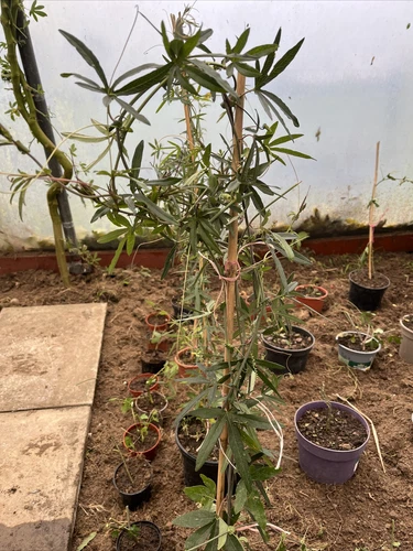 3 x Passion Plant Flower Fruit Vine Bush