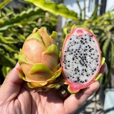 CONNIE MAYER Dragon Fruit Cutting (UK Grown, 15cm)