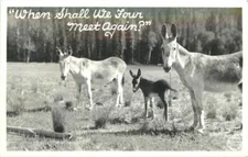 Animals Frasher Mules Shall we meet again Again 930s RPPC Photo Postcard 8771