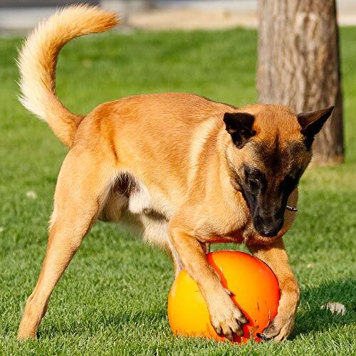 Virtually Indestructible Best Ball Dogs Herding Pushing Love Dog Perfect 10-inch - Picture 4 of 12