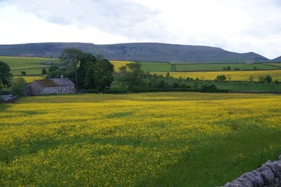 Photo A2 Buttercups near Hebden Looking in the direction of Wharfedale a c2013