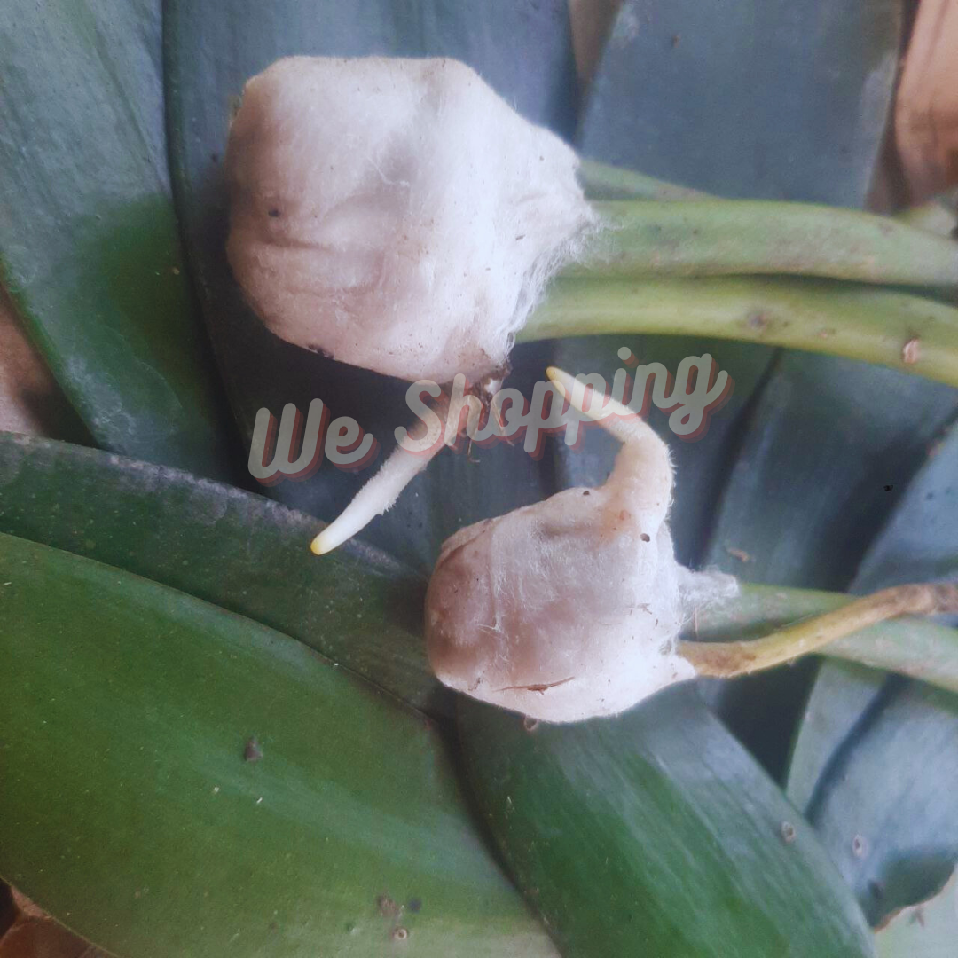 Vanilla Bean Plant Species New Vanilla Planifolia Orchid 2 Live