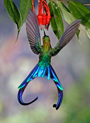 Ansichtskarte: Gabelschwanz- Kolibri an Blüte - hummingbird and flower