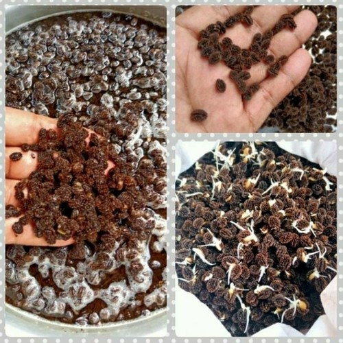 Se-eds Papaya Holland Thai Garden Dwarf Carica Fruit Organic Vegetable Asian Red - Picture 5 of 10