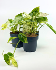 Epipremnum Pinnatum Marble King Trailing/Climbing Pothos Houseplant
