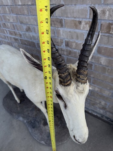 White Springbok Taxidermy Full Body Mount - Picture 13 of 17