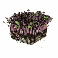 Organic Rambo Purple Radish MICROGREEN Seeds | Non-GMO | Heirloom | Sprouts