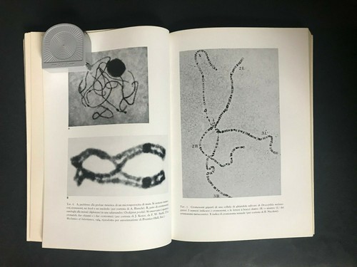 Giuseppe Sermonti GENETICA GENERALE biologia-medicina Boringhieri Editore 1971 - Imagen 5 de 7
