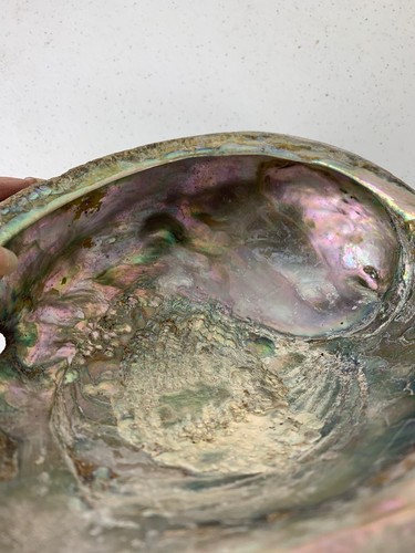 Unpolished Abalone Shell (8 Inch Long) - Picture 11 of 12