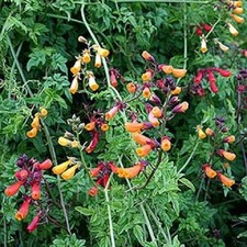 200 Chilean Glory Vine Seeds Eccremocarpus VINE PERENNIAL