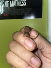 15 Adult Dubia Roaches