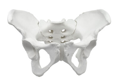 Eisco Labs Human Female Pelvis Model - Life Size 3D Rendering