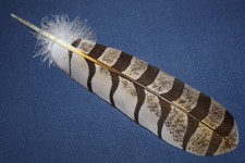 Native American realistic hand-painted Great Horned Owl Feather