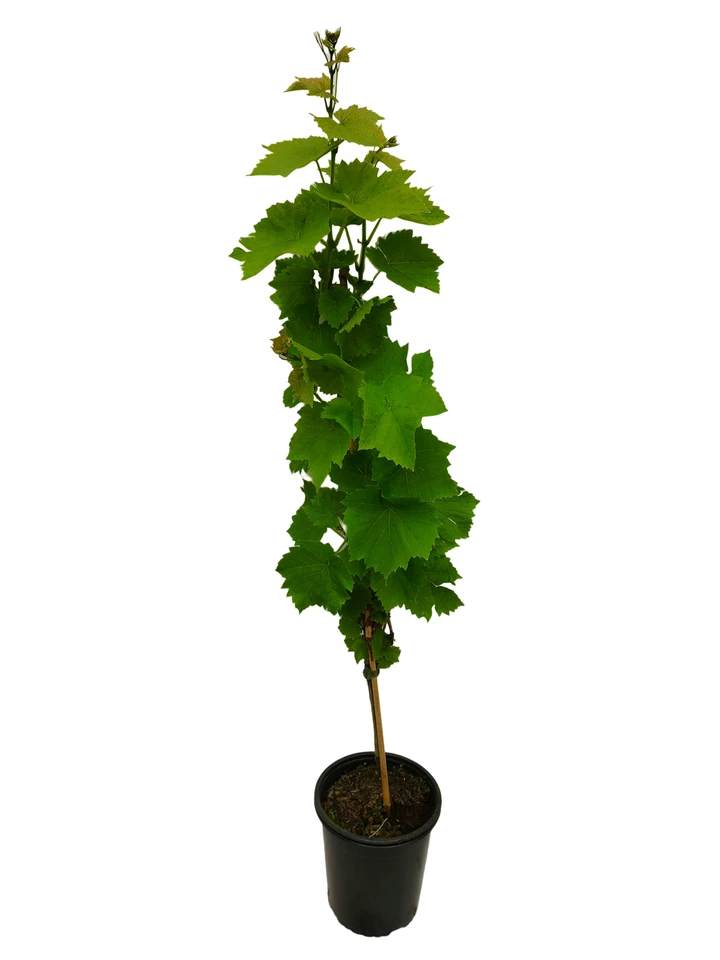 Weinrebe 'Venus' kernlos, pilzresistent - Bild 3 von 4