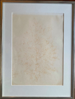 Drawing Undeutl. Sign 1882 Baumstudie Image One Baumes