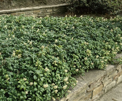 Pachysandra terminalis, Ysander, immergrün, ca. 9x9 cm Topf - Bild 10 von 14