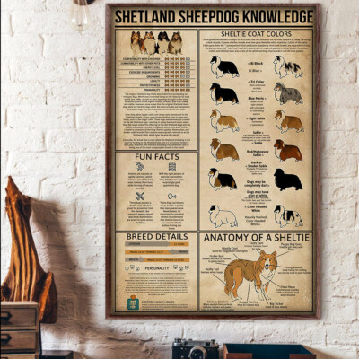 Shetland Sheepdog Knowledge Anatomy Of A Sheltie Poster