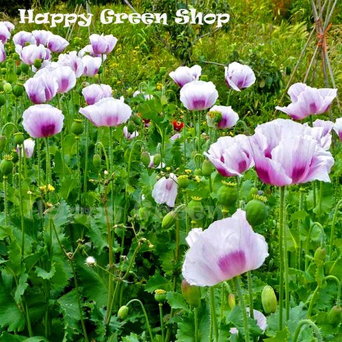 POPPY BLUE MOON - Papaver somniferu - 500 seeds - ANNUAL FLOWER - Picture 2 of 2