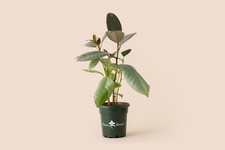 Ficus Ruby 4"   Pink-Tinged Foliage Indoor Houseplant
