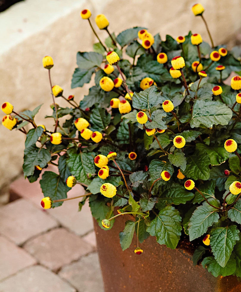 Toothache plant deals