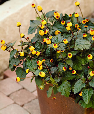 Spilanthes Acmella Graines-Rage de dents Plante medicinal
