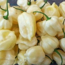 20 WHITE HABANERO PEPPER SEEDS  heirloomseedguy  2025  NON-GMO