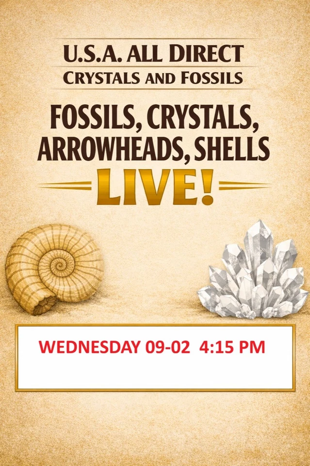 THE ROCK STOP - ANCIENT - Fossils, Crystals, Arrowheads, Pet Wood, Amber