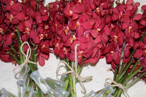 Fresh Deep Red Mokara Cut Orchids Box 5 Bunches - Picture 5 of 5