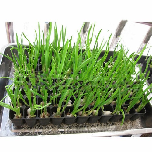 15x 72 Hole Plant Seed Grow Box Insert Propagation Nursery Seedling Starter Tray - Picture 4 of 11