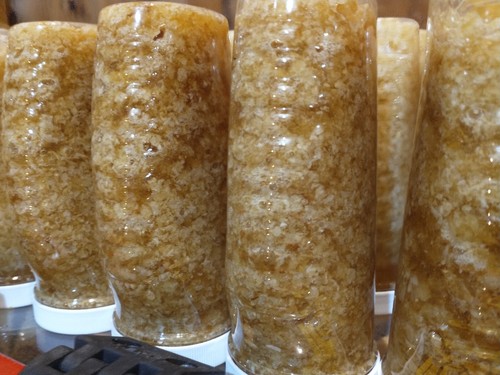 Honeycomb "wet" cappings (Zabrus) full of pollen, propolis, honey 14oz. - Picture 2 of 5