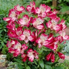 Preety Imported Alstroemeria Pink Border  White Flower Bulbs Pack Of 2 Bulbs