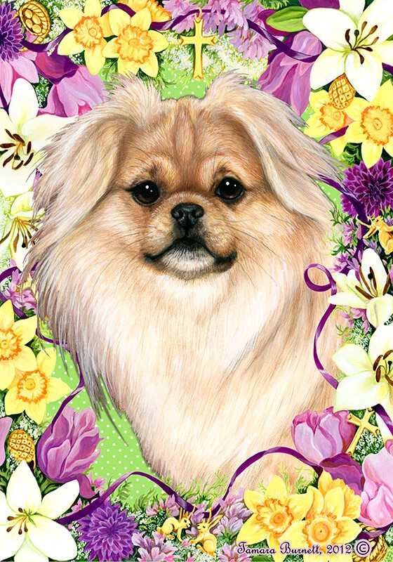 Sable tibetan best sale spaniel