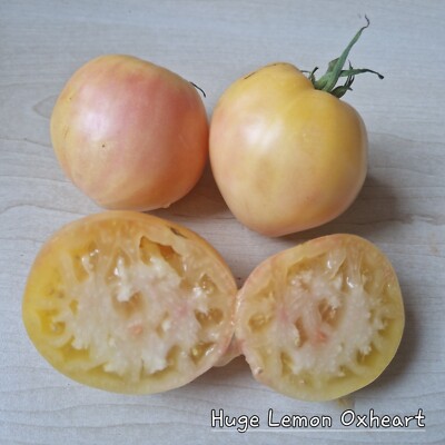 Tomate Huge Lemon Oxheart 10 Samen