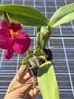 Mini Cattleya -(Pot. Higher Multiplier x Slc. Circle Of Life) 11371 — photo 9