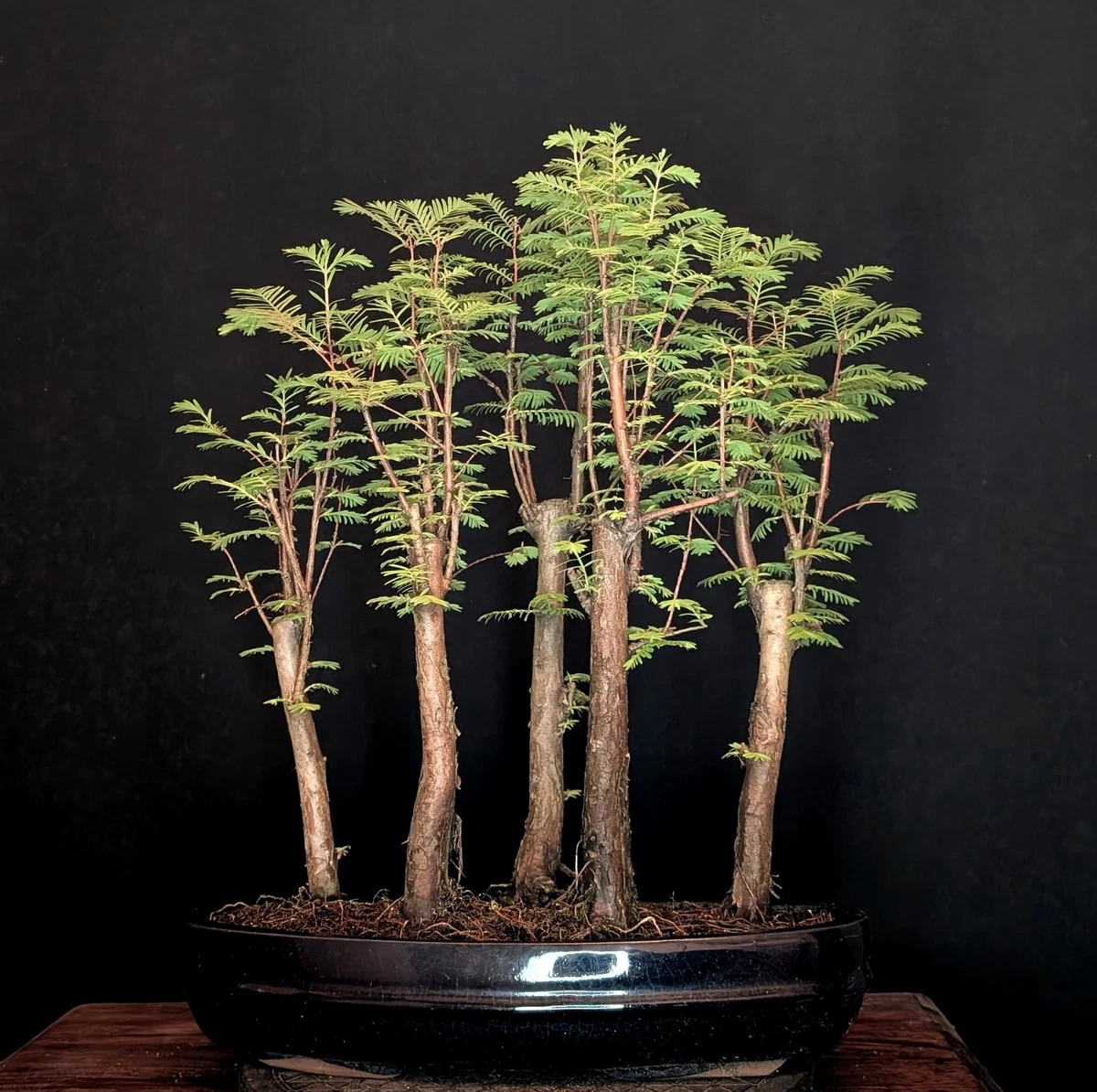 Bonsai Wald online kaufen | eBay.de