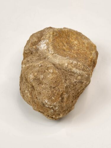 Fish Mouthplate Fossil - Ouled Abdoun Basin - Morocco - Picture 2 of 11
