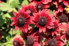 20 CHERRY BRANDY RUDBECKIA Hirta Bicolor Red Black Eyed Susan
