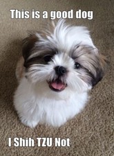 Funny dog Shih Tzu    refrigerator magnet 3 1/2 X 4  1/2 " Made in the USA