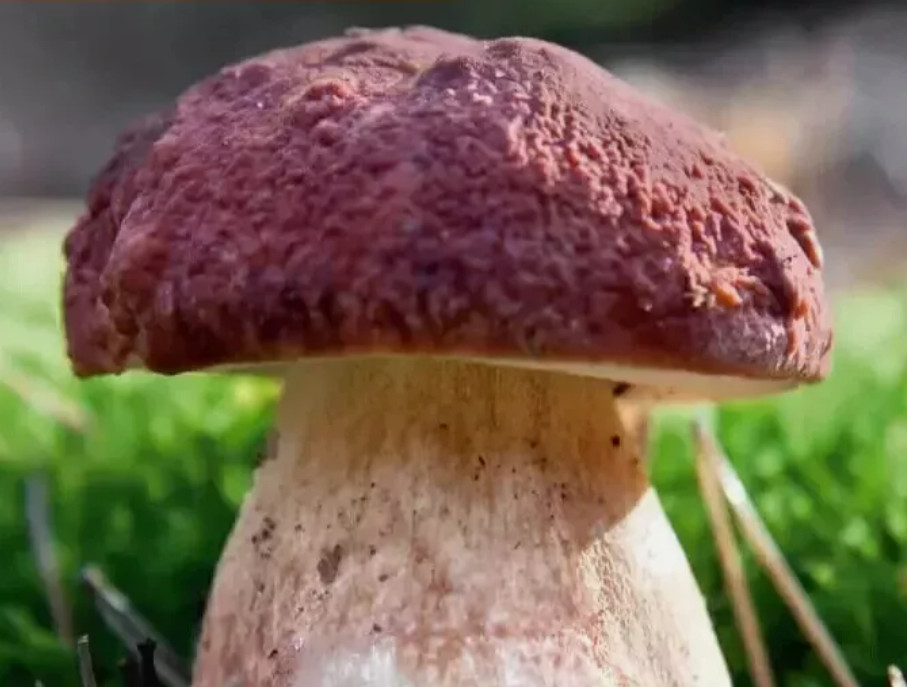 10 g de cría de hongos cultivo de hongos micelio pinos hongo de piedra Boletus Pinophilus NUEVO