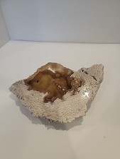 Amazing Fossilized Coral Half Polished Geo