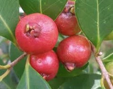50pcs Tropical Strawberry Guava Organic Pink Guava Seeds - Exotic Flavors #50