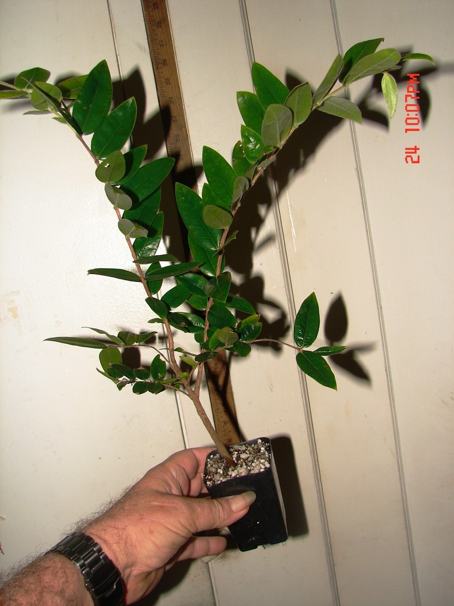 CABELLUDA~ Myrciaria Glazioviana ~Yellow Jaboticaba~ Plinia BIG